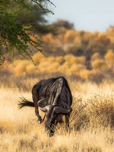 Preview wallpaper antelope, nature, africa