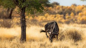 Preview wallpaper antelope, nature, africa