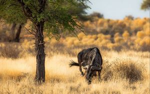 Preview wallpaper antelope, nature, africa