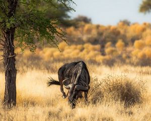 Preview wallpaper antelope, nature, africa