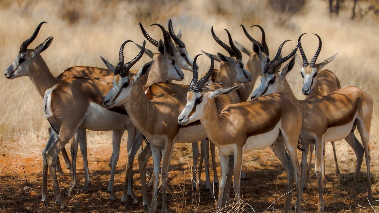 Download wallpaper 1280x720 antelope, nature, africa hd, hdv, 720p hd