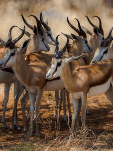 Preview wallpaper antelope, nature, africa