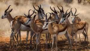 Preview wallpaper antelope, nature, africa