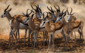 Preview wallpaper antelope, nature, africa