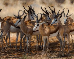 Preview wallpaper antelope, nature, africa