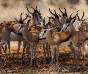 Preview wallpaper antelope, nature, africa