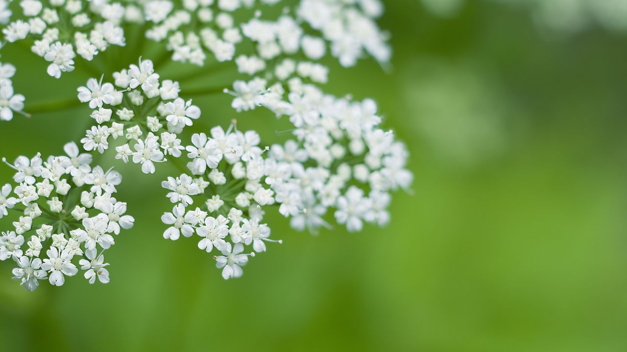 Wallpaper anthriscus, flowers, inflorescences, flowering, white