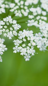 Preview wallpaper anthriscus, flowers, inflorescences, flowering, white