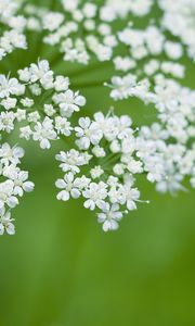 Preview wallpaper anthriscus, flowers, inflorescences, flowering, white