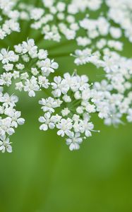 Preview wallpaper anthriscus, flowers, inflorescences, flowering, white