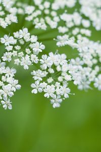 Preview wallpaper anthriscus, flowers, inflorescences, flowering, white