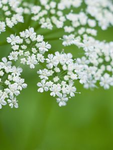 Preview wallpaper anthriscus, flowers, inflorescences, flowering, white