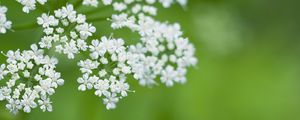 Preview wallpaper anthriscus, flowers, inflorescences, flowering, white