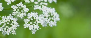 Preview wallpaper anthriscus, flowers, inflorescences, flowering, white