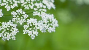 Preview wallpaper anthriscus, flowers, inflorescences, flowering, white