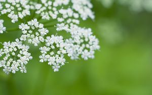 Preview wallpaper anthriscus, flowers, inflorescences, flowering, white