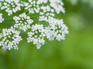 Preview wallpaper anthriscus, flowers, inflorescences, flowering, white