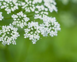 Preview wallpaper anthriscus, flowers, inflorescences, flowering, white