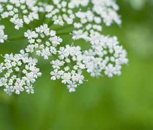 Preview wallpaper anthriscus, flowers, inflorescences, flowering, white