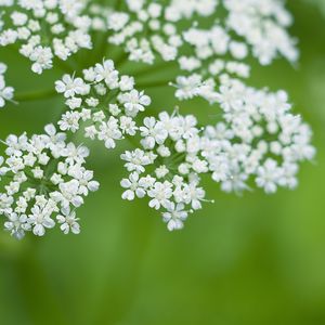 Preview wallpaper anthriscus, flowers, inflorescences, flowering, white