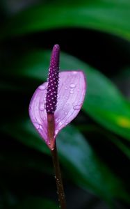 Preview wallpaper anthurium, flower, drops, macro