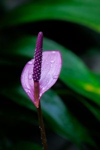 Preview wallpaper anthurium, flower, drops, macro