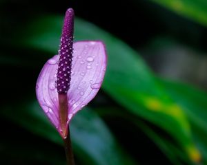 Preview wallpaper anthurium, flower, drops, macro