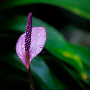 Preview wallpaper anthurium, flower, drops, macro