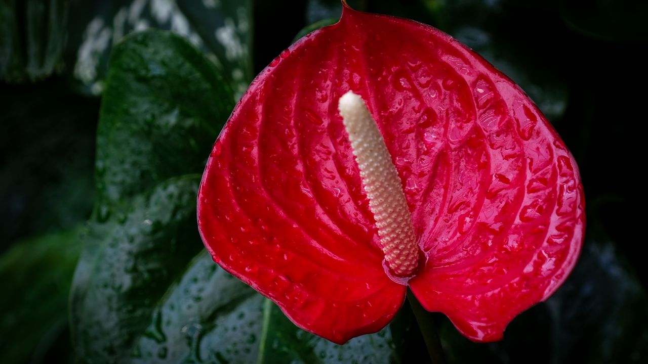 Wallpaper anthurium, flower, drops, red, macro