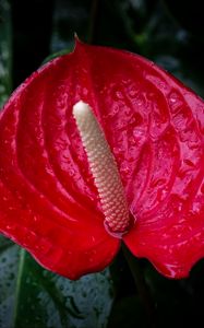 Preview wallpaper anthurium, flower, drops, red, macro