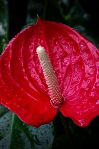 Preview wallpaper anthurium, flower, drops, red, macro