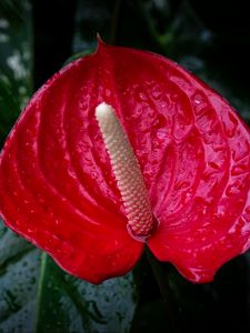 Preview wallpaper anthurium, flower, drops, red, macro