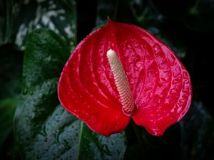 Preview wallpaper anthurium, flower, drops, red, macro