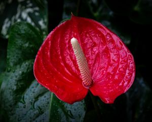 Preview wallpaper anthurium, flower, drops, red, macro