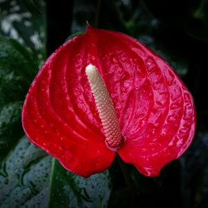 Preview wallpaper anthurium, flower, drops, red, macro