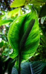 Preview wallpaper anthurium, flower, leaf, macro