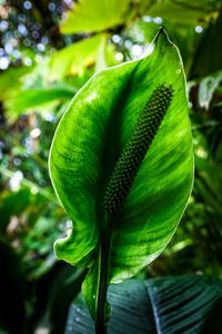 Preview wallpaper anthurium, flower, leaf, macro