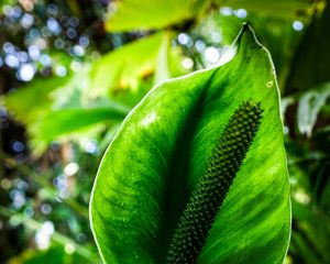 Preview wallpaper anthurium, flower, leaf, macro