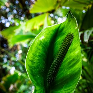 Preview wallpaper anthurium, flower, leaf, macro