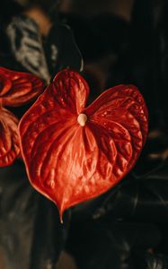 Preview wallpaper anthurium, flower, leaf, plant, red