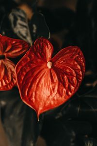 Preview wallpaper anthurium, flower, leaf, plant, red