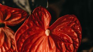 Preview wallpaper anthurium, flower, leaf, plant, red