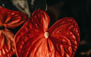 Preview wallpaper anthurium, flower, leaf, plant, red
