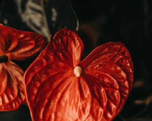 Preview wallpaper anthurium, flower, leaf, plant, red