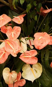 Preview wallpaper anthurium, flower, leaves, herbs