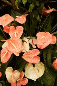 Preview wallpaper anthurium, flower, leaves, herbs