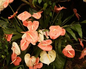 Preview wallpaper anthurium, flower, leaves, herbs