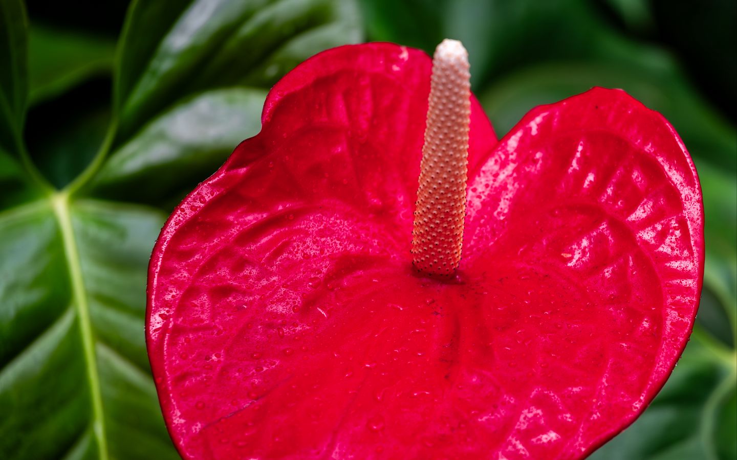1440x900 Wallpaper anthurium, flower, petal, leaves, plant, macro
