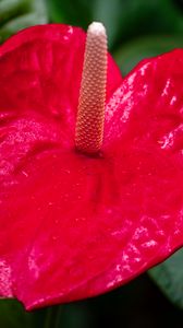 Preview wallpaper anthurium, flower, petal, leaves, plant, macro