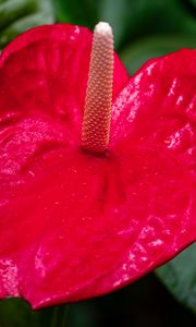 Preview wallpaper anthurium, flower, petal, leaves, plant, macro